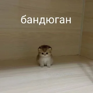 🐱 emoji я балбесик бебебе Telegram sticker 11 of 120