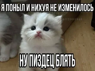 🌟 emoji Игоревна и котячий мир Telegram sticker 12 of 74