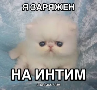 🌟 emoji Игоревна и котячий мир Telegram sticker 13 of 74