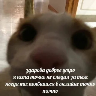 ✌️ emoji Котёнок Telegram sticker 16 of 67