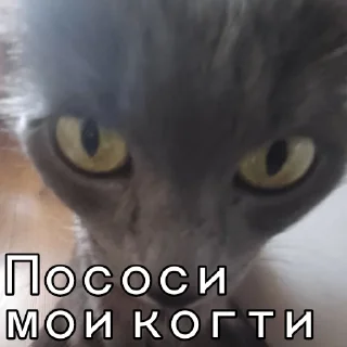 😒 emoji Я пидарас Telegram sticker 13 of 24