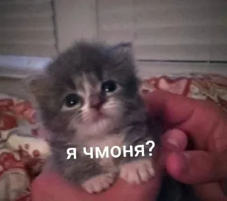 😊 emoji я пидарас Telegram sticker 23 of 55
