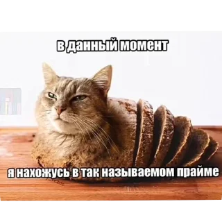 🐱 emoji Втф @KezNL Telegram sticker 10 of 117