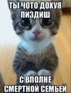 🌟 emoji Саня пендос Telegram sticker 11 of 55
