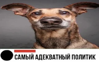 😃 emoji собака улыбака Telegram sticker 1 of 41