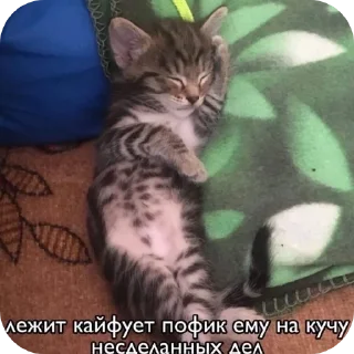 🐱 emoji Крути😎 ♡MisterRouswal♡ Telegram sticker 15 of 120