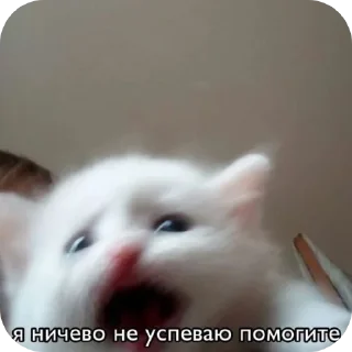 🤲 emoji Крути😎 ♡MisterRouswal♡ Telegram sticker 10 of 120