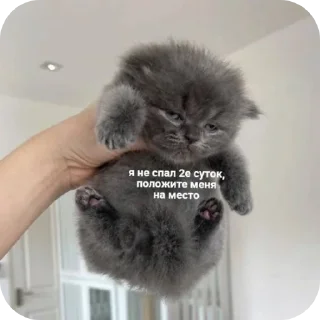 🐱 emoji Крути😎 ♡MisterRouswal♡ Telegram sticker 8 of 120