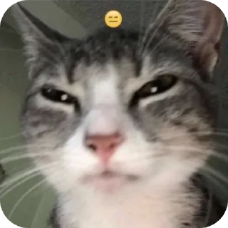🐱 emoji Крути😎 ♡MisterRouswal♡ Telegram sticker 14 of 120