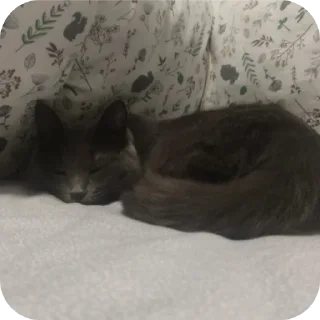 🐱 emoji Вендюшеа любимая Telegram sticker 8 of 21