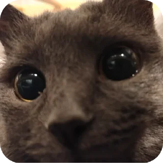 🐱 emoji Вендюшеа любимая Telegram sticker 19 of 21