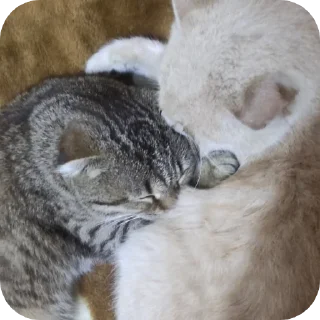 👩‍❤‍💋‍👨 emoji Вася Telegram sticker 17 of 33
