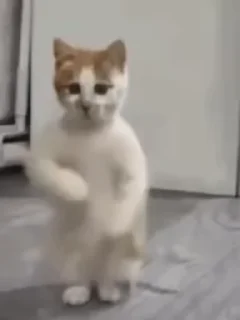 😼 emoji Самый лучший крутой классный в Telegram sticker 13 of 120