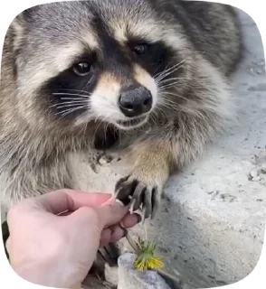 🌟 emoji raccoons🦝 Telegram sticker 16 of 29