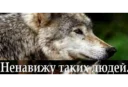 😤 emoji это не амурский тигр Telegram sticker 6 of 37