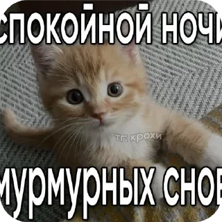 🐱 emoji котикам похуй Telegram sticker 12 of 36