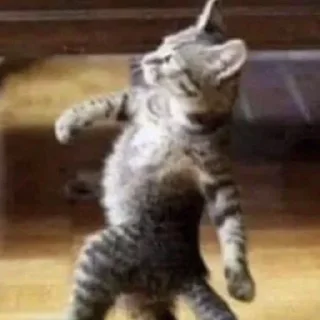 🚶‍♀ emoji Котики Telegram sticker 5 of 60