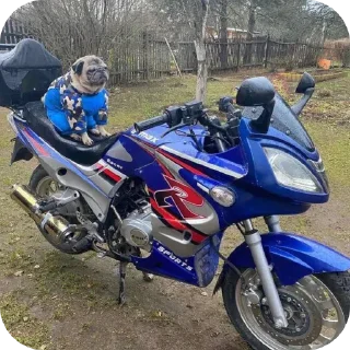 🏍 emoji Мопсики @Typ6o_mashynki Telegram sticker 23 of 78