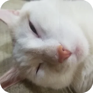 👍 emoji Я писька?2 Telegram sticker 23 of 40