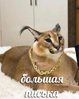 😎 emoji @peepiski Telegram sticker 10 of 22