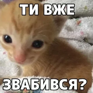 😏 emoji нар котікі by @otruyina Telegram sticker 14 of 20