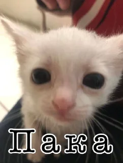 🌟 emoji Важные переговоры Telegram sticker 5 of 21