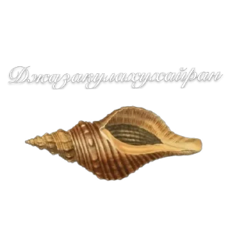 🐚 emoji Ислам тг Telegram sticker 11 of 11