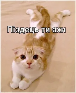 😎 emoji Шизік Telegram sticker 2 of 13