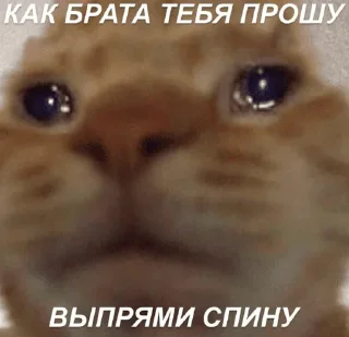 😭 emoji У меня расстройство личности Telegram sticker 15 of 83
