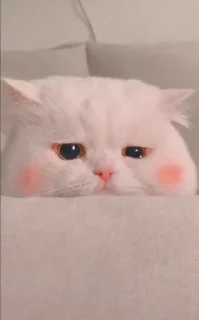 🥺 emoji Милый котик🌸💗 Telegram sticker 19 of 21