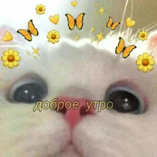 🎀 emoji Милый котик🌸💗 Telegram sticker 4 of 21