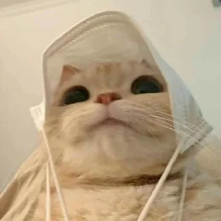 😆 emoji Милый котик🌸💗 Telegram sticker 17 of 21