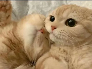 😏 emoji Милый котик🌸💗 Telegram sticker 10 of 21