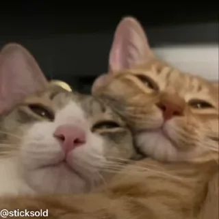 ❤️ emoji Котячий мегапак Telegram sticker 19 of 83