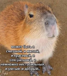Sticker from мілі капібари :: @mixtapper