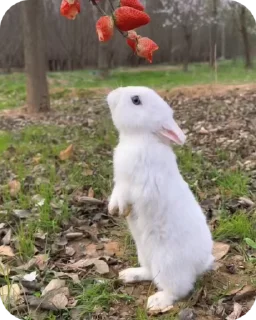 🌟 emoji Ланьский кролик 🐰 Telegram sticker 16 of 19