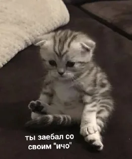 😡 emoji для заек :3 Telegram sticker 11 of 16