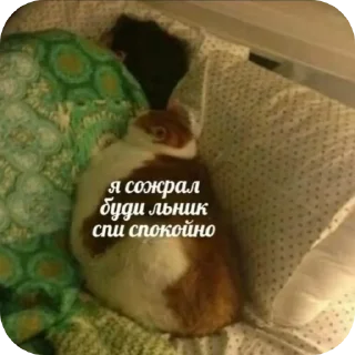 🐱 emoji Я КОНЧЕНЫЙ БЕГИТЕ Telegram sticker 18 of 120