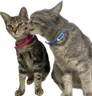 😘 emoji nastoyaschaya Telegram sticker 22 of 24