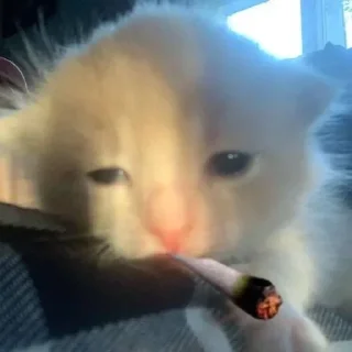 🥺 emoji Динаху Telegram sticker 16 of 55