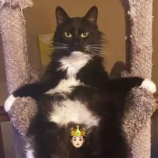 🤴 emoji голые женщины Telegram sticker 5 of 51