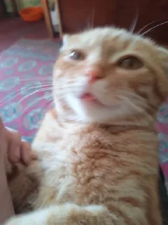 🐱 emoji Амнезиак в жопе Telegram sticker 9 of 38