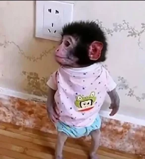 🌟 emoji monkeys_cute Telegram sticker 12 of 111