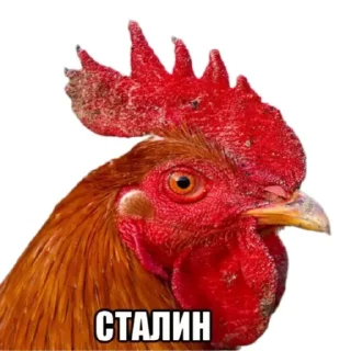 🤝 emoji Куринные будни • @musqw5 Telegram sticker 16 of 120