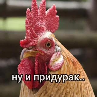 🙄 emoji Куринные будни 2 • @musqw5 Telegram sticker 5 of 95