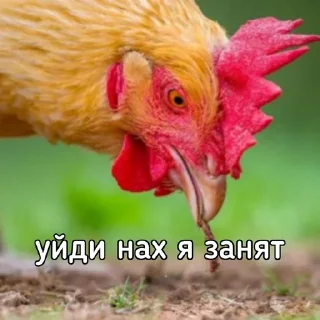 🙄 emoji Куринные будни • @musqw5 Telegram sticker 18 of 120
