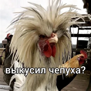 😂 emoji Куринные будни 2 • @musqw5 Telegram sticker 9 of 95