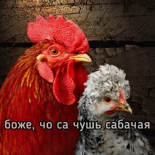 🙄 emoji Куринные будни 2 • @musqw5 Telegram sticker 16 of 95