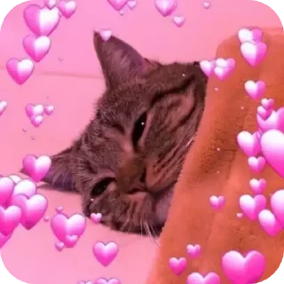 🐱 emoji Sasha moment Telegram sticker 23 of 47