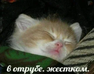 😴 emoji каты!!! Telegram sticker 7 of 29